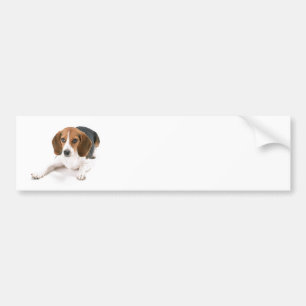 Beagle Dog Bumper Sticker
