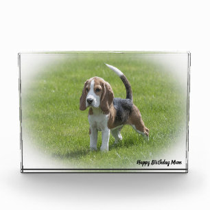Beagle Dog. Photo Block