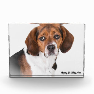 Beagle Dog. Photo Block