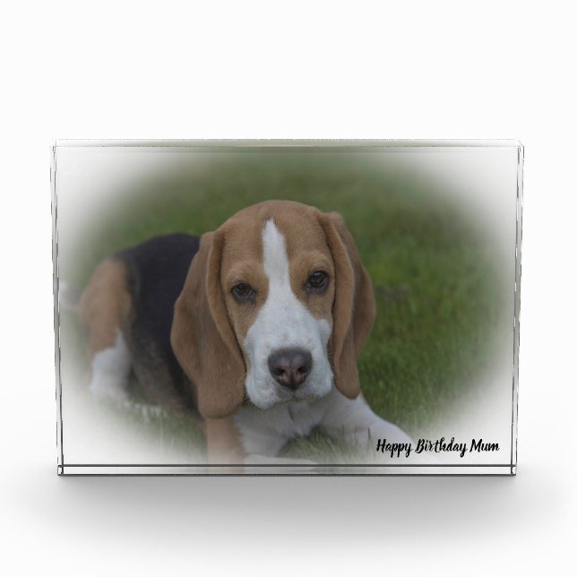 Beagle Dog. Photo Block (Front)