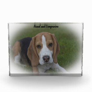 Beagle Dog Photo Block