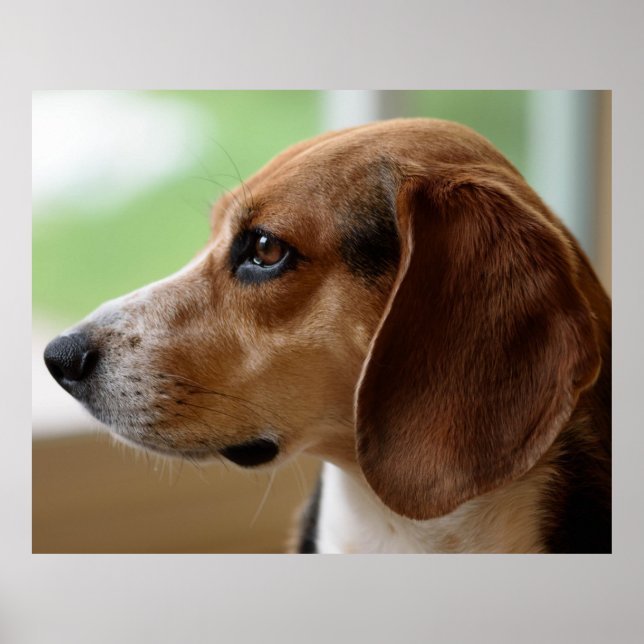 Beagle Dog Portrait Poster (Front)