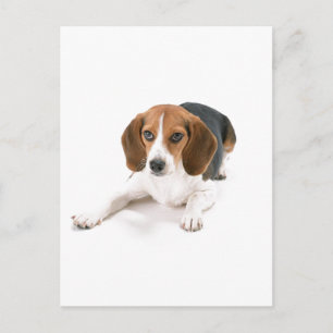 Beagle Dog Postcard