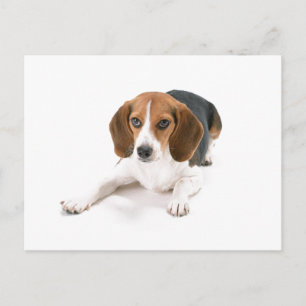 Beagle Dog Postcard