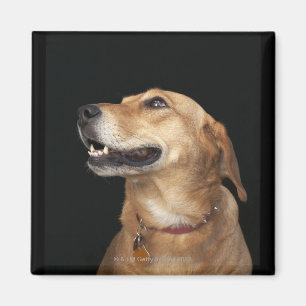 Beagle Golden Lab Mix looking to the side Magnet