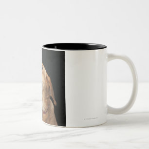 Beagle Golden Lab Mix looking to the side Two-Tone Coffee Mug