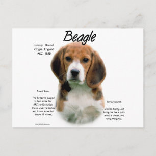 Beagle History; All About Beagles Postcard