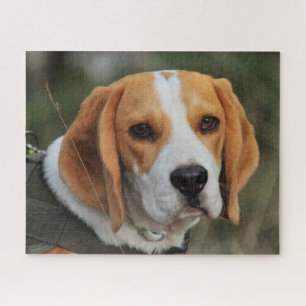 Beagle Hound Dog Jigsaw Puzzle