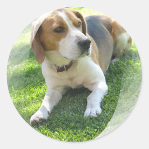 Beagle Hound Dog Sticker