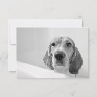 Beagle in the Bathtub