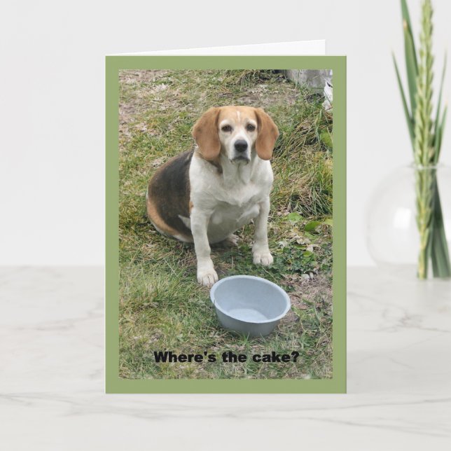 Beagle looking up from her food bowl. card (Front)