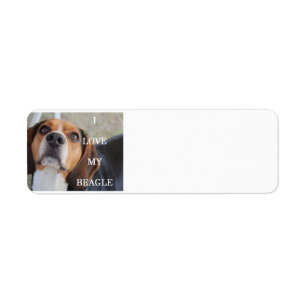 beagle love w pic black red white