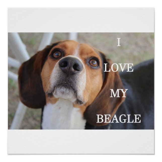 beagle love w pic black red white poster (Front)