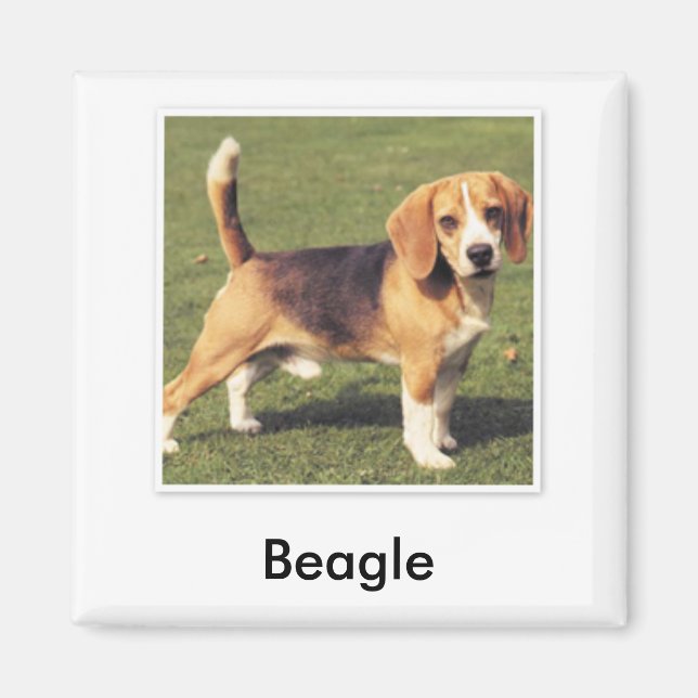 Beagle Magnet (Front)