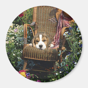 Beagle Magnet In Garden Chair