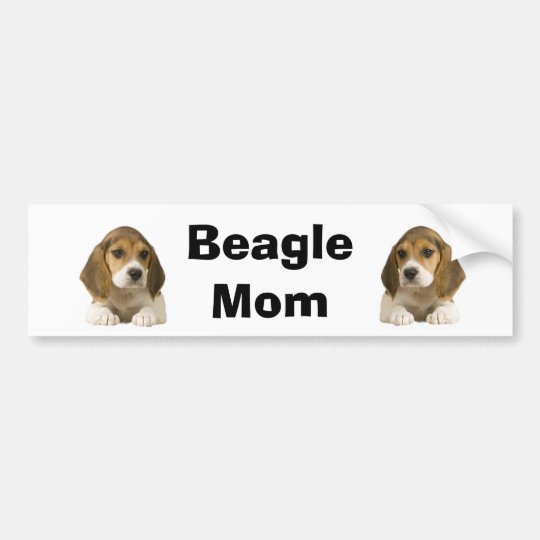 beagle mum