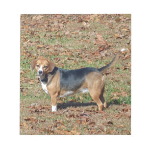 Beagle Notepad
