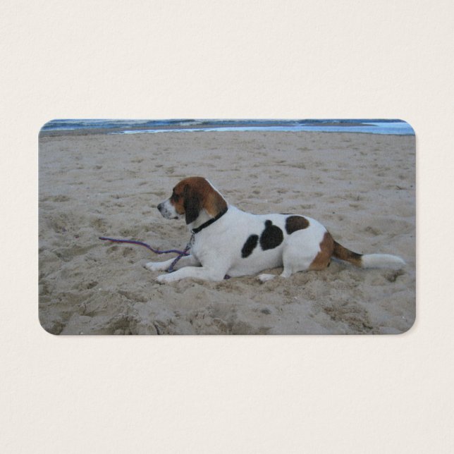 Beagle on beach.png (Front)