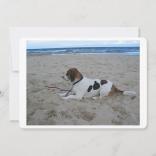 Beagle on beach.png