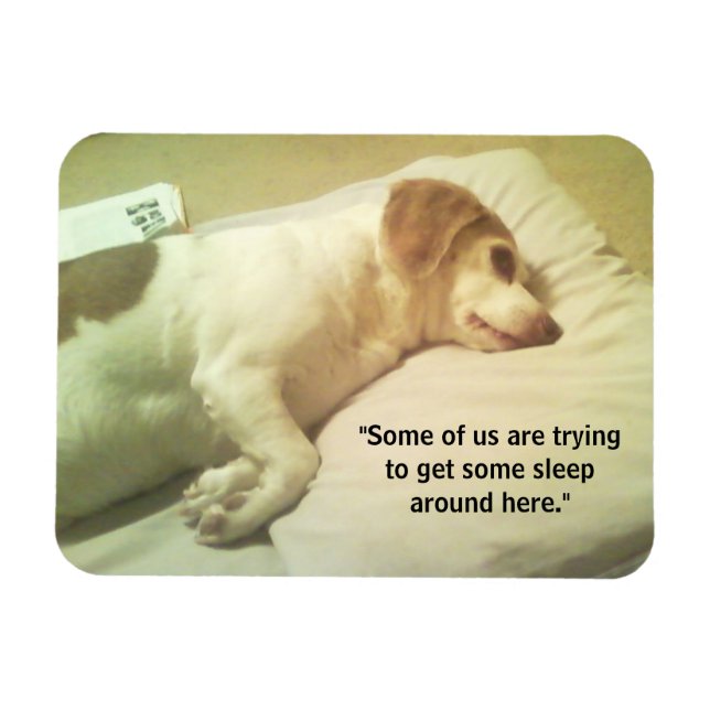 Beagle Photo "Trying to Get Some Sleep" 3x4 Magnet (Horizontal)