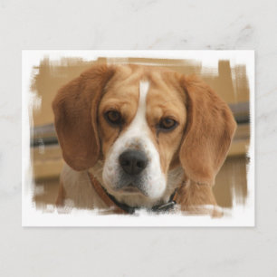Beagle Pictures Postcard