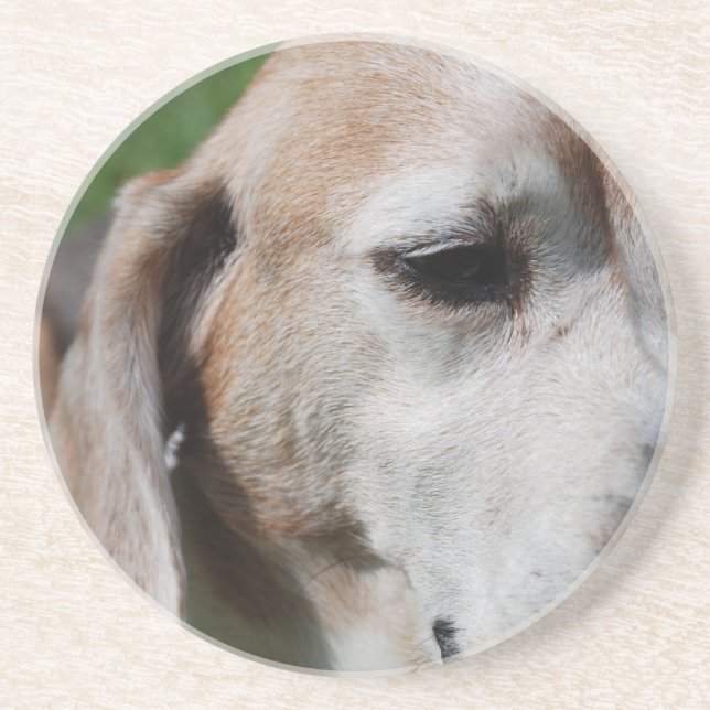 beagle portrait coaster (Front)