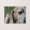 beagle portrait