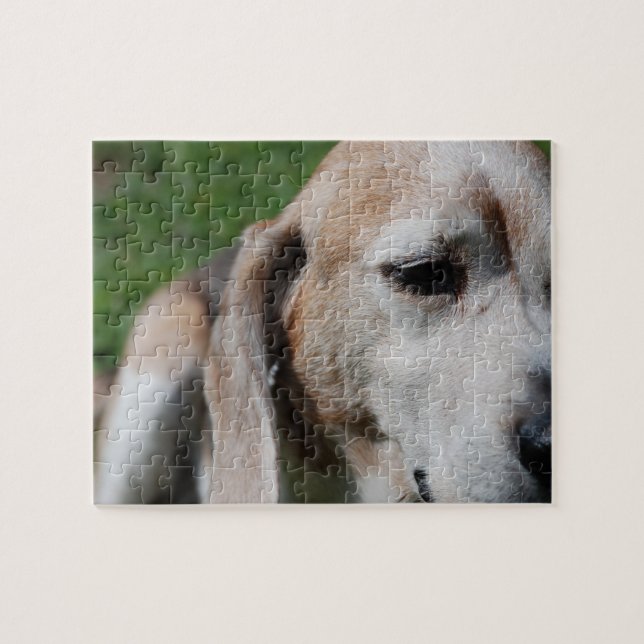beagle portrait jigsaw puzzle (Horizontal)