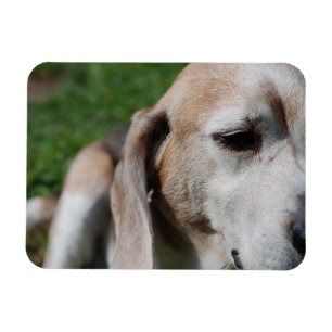 beagle portrait magnet