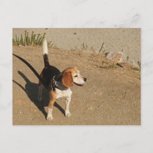 Beagle Postcard