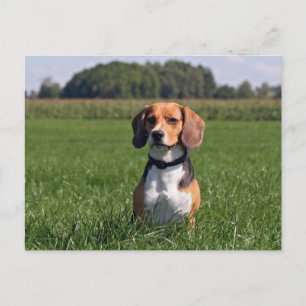 beagle postcard