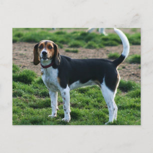 Beagle postcard