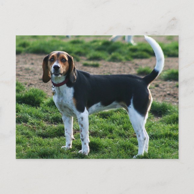 Beagle postcard (Front)