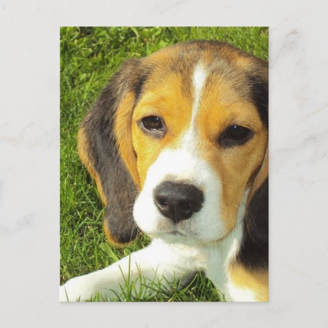 Beagle Postcard (Front)