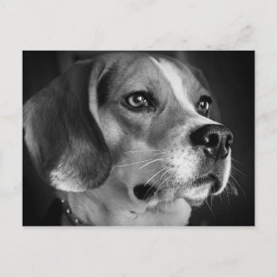 Beagle Postcard