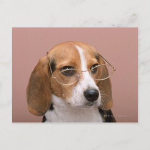 Beagle Postcard