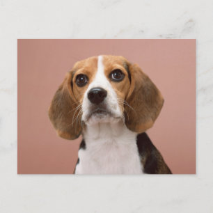 Beagle Postcard