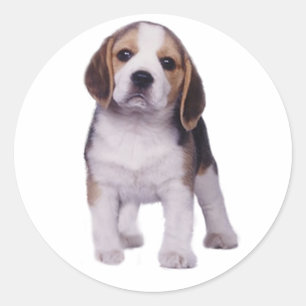 Beagle Pup Sticker