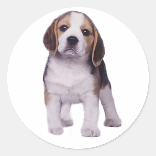 Beagle Pup Sticker (Front)