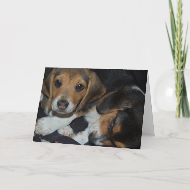 Beagle Puppies Birthday Card (Front)