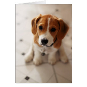 Beagle Puppy 2