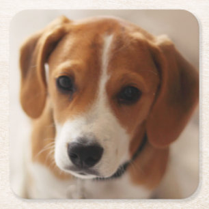 Beagle Puppy 2 Square Paper Coaster