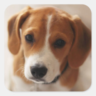 Beagle Puppy 2 Square Sticker
