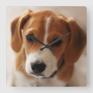 Beagle Puppy 2 Square Wall Clock