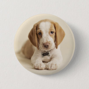 Beagle Puppy 6 Cm Round Badge