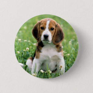 Beagle Puppy 6 Cm Round Badge