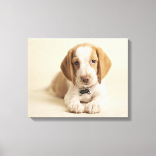 Beagle Puppy Canvas Print