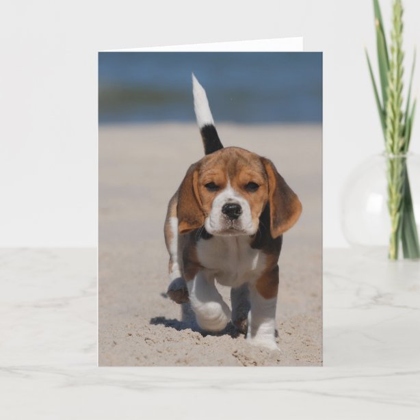 Beagle Cards | Zazzle UK