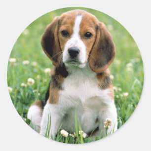 Beagle Puppy Classic Round Sticker