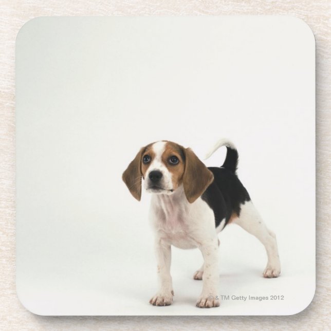 Beagle puppy coaster (Front)